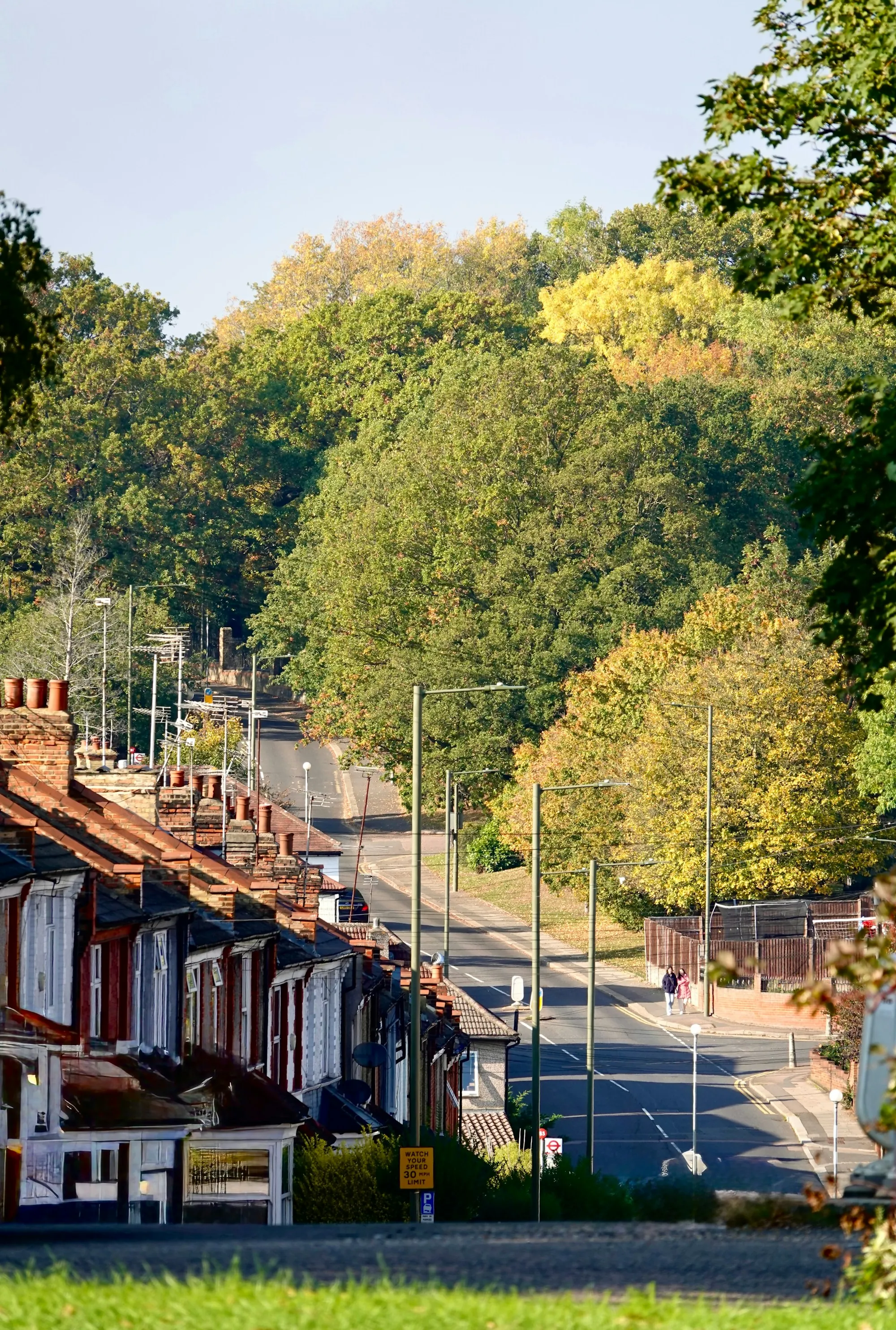 Residential street lined with large leafy trees