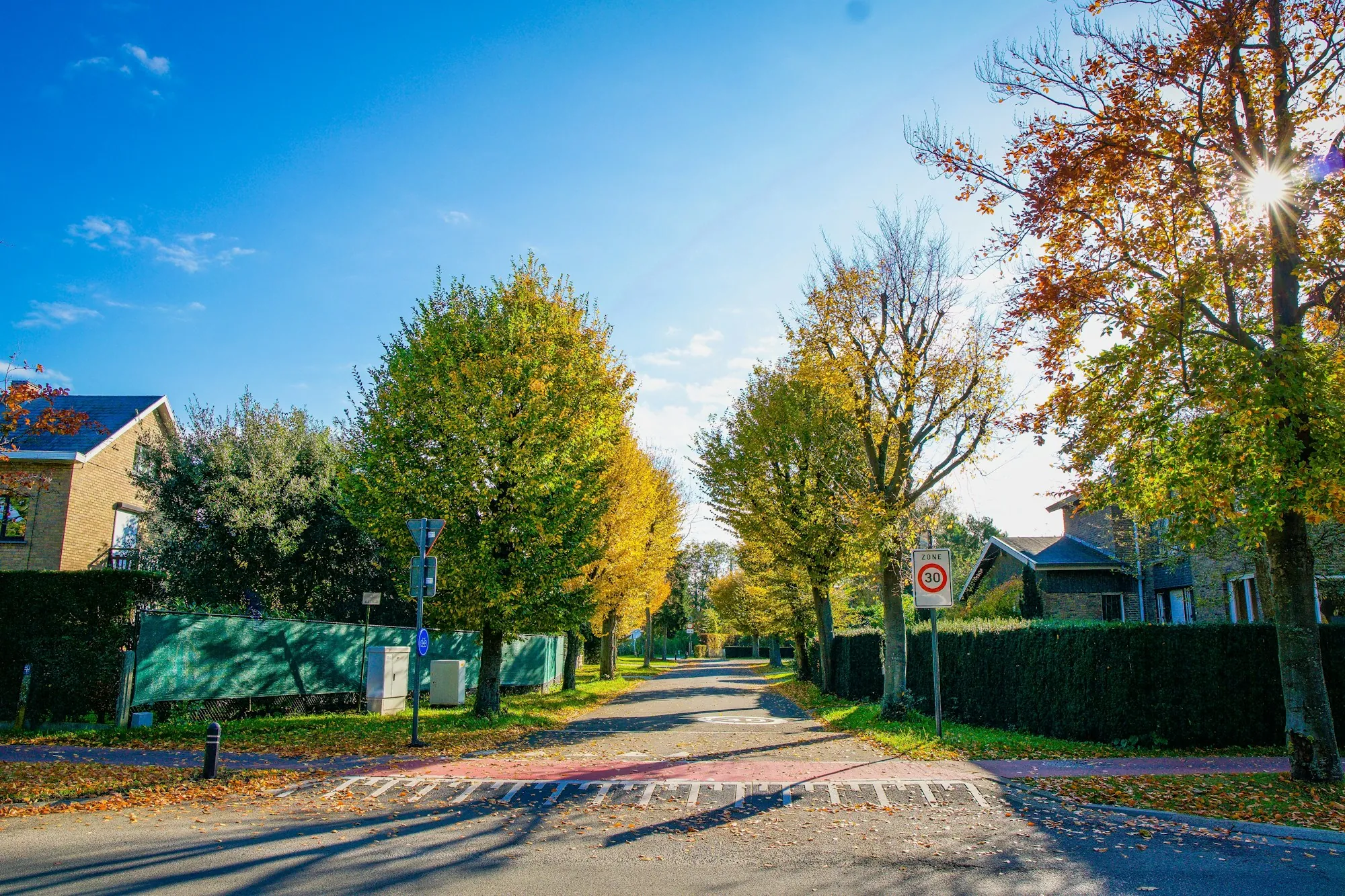 Trees beside a detached house